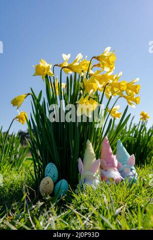 I Gonks di Pasqua e le uova di Pasqua di fronte ad alcuni daffodils selvaggi in una giornata di primavera luminosa e soleggiata Foto Stock
