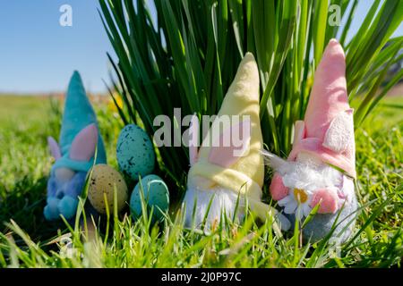 I Gonks di Pasqua e le uova di Pasqua di fronte ad alcuni daffodils selvaggi in una giornata di primavera luminosa e soleggiata Foto Stock