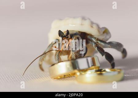 Primo piano immagine del granchio fantasma con due anelli Golden Wedding sulla sabbia bianca di Maldivian Beach, Maldive Foto Stock