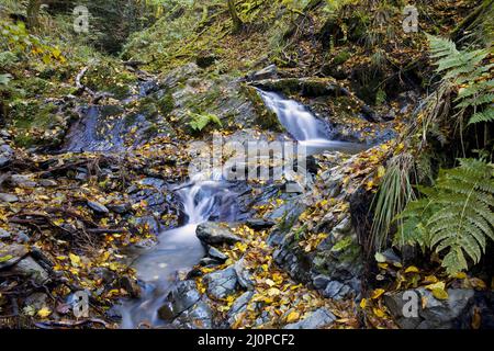 Piccola cascata nella riserva naturale di Bommecketal in autunno, Plettenberg, Germania, Europa Foto Stock