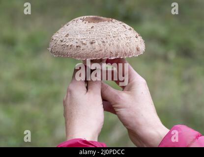 Donna che tiene in mano il fungo Parasol (Macrolepiota procera). Primo piano. Dettaglio. Foto Stock