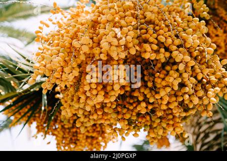 Grande mazzo di datteri gialli su rami di palma. Macro Foto Stock