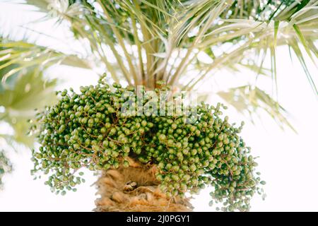 Datteri verdi su rami di palma. Primo piano Foto Stock