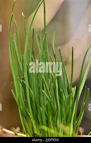 Erba cipollina verde in primo piano contro uno sfondo sfocato Foto Stock