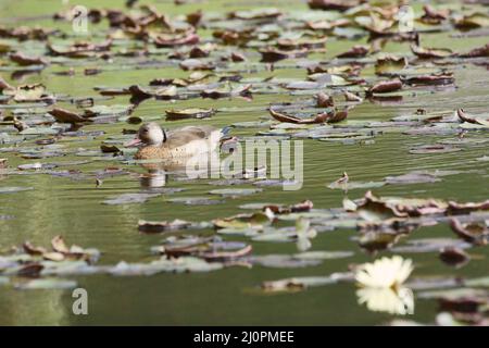 GB: Anatra brasiliana o brasiliano maschio Teal fra: Canard amamamamonette Mâle PT: Pé-Vermelho LAT: Amazonetta brasiliensis maschio São Paulo Foto Stock