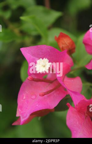 fiore di colore rosa su sfondo verde in strada fulare in bangladesh Foto Stock