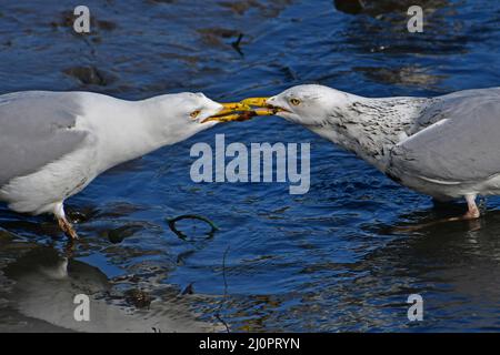 Brixham, Regno Unito. 20th Mar 2022. In una giornata soleggiata e ventosa a Brixham Harbor Devon, due gabbiani sono visti in un Tug of War Over Food. Picture Credit: Robert Timoney/Alamy Live News Foto Stock