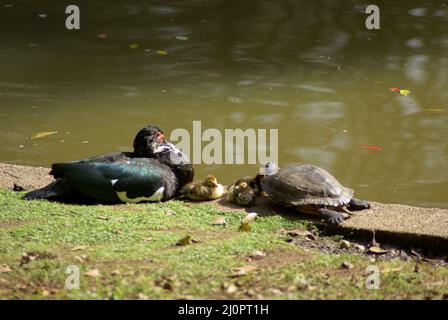 LAT: Cairina moschata GB: Muscovy Duck FR: Canard musqué ou canard muet (Canard de Barbarie) PT: Pato-selvagem, pato-do-mato, pato-muto & LAT Foto Stock