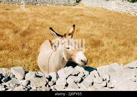 Asino grigio si trova vicino a una recinzione in pietra in un parco Foto Stock