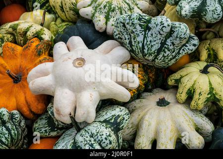 Diversi tipi di zucche affiancate Foto Stock