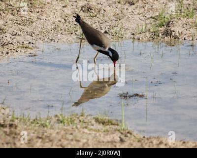 Primo piano di un lapwing dal wattled rosso (Vanellus indicus) che beve acqua dal piccolo ruscello Foto Stock