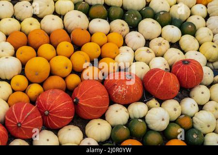 Diversi tipi di zucche affiancate Foto Stock