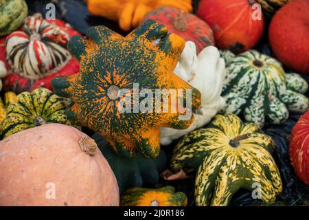 Diversi tipi di zucche affiancate Foto Stock