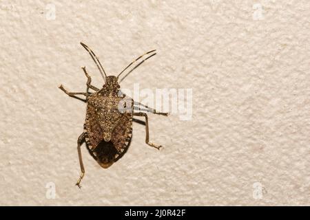 Bug di inchiostro marmorato marrone - Halyomorfa halys Foto Stock