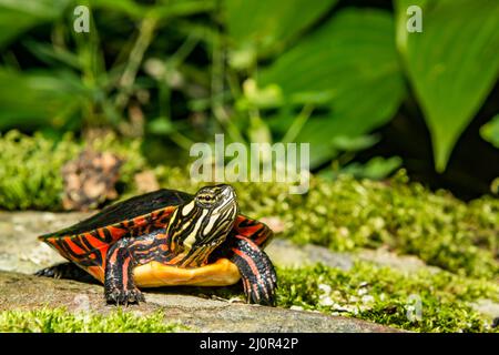 Tartaruga dipinta orientale - Chrysemys picta picta Foto Stock