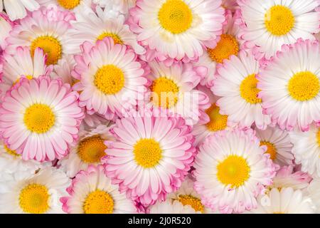 Margherite sorprendenti, Bellis perennis fiore teste Foto Stock