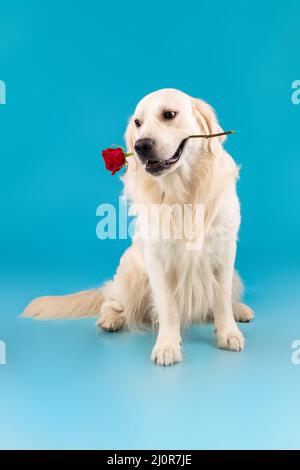 Ritratto di cane sano carino che tiene rosso rosa in bocca Foto Stock
