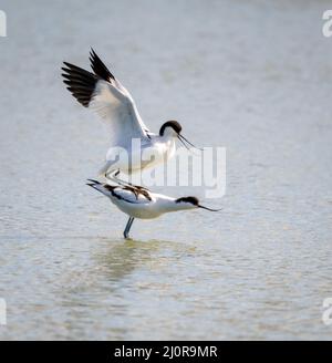 Posizione di accoppiamento di Pied Avocet Recurvirostra avosetta coppia con la femmina in posa sottomessa e il maschio sulla sua schiena - Slimbridge Gloucestershire Regno Unito Foto Stock