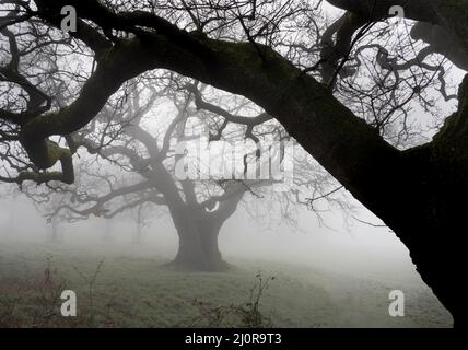 Vecchi alberi di quercia nella nebbia mattutina al parco dei cervi Ashton Court a Bristol UK Foto Stock