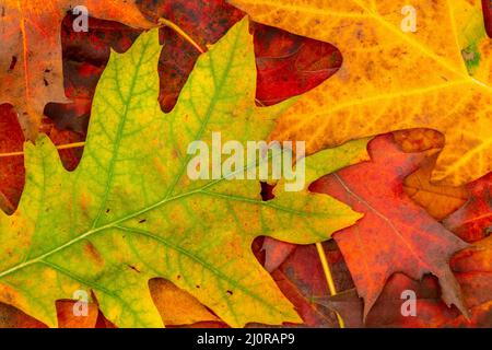 Immagine colorata a ritroso delle foglie autunnali cadute Foto Stock