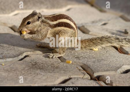 Primo piano di un simpatico chippunk siberiano (Eutamias sibiricus) che gnawing un seme di mais Foto Stock