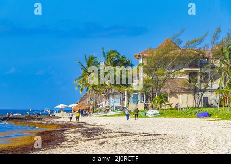 Spiaggia di sargazo con alghe rosse molto disgustose Playa del Carmen Messico. Foto Stock