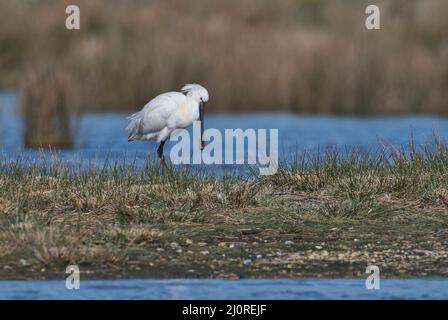 Spatola eurasiatica (Platalea leucorodia) Foto Stock