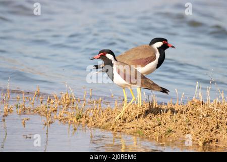 Coppia di lappi lattati rossi (Vanellus indicus) sulla riva Foto Stock