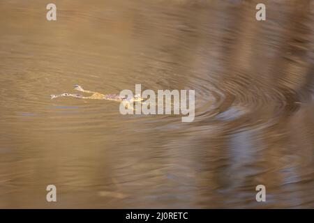 Una grande rana verde nel suo habitat naturale. Un anfibio nuota sulla superficie in acqua. Foto Stock