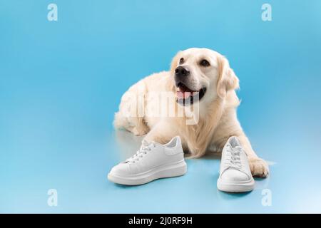 Ritratto di carino cane sano in posa con le scarpe Foto Stock