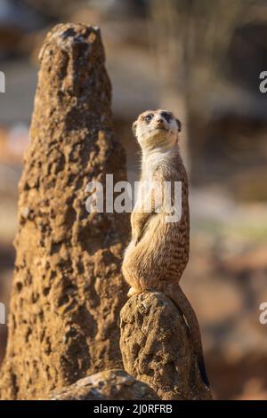 Il meerkat si erge sulla sabbia e guarda i dintorni. Lo sfondo è sfocato dalla tecnica fotografica. Foto Stock