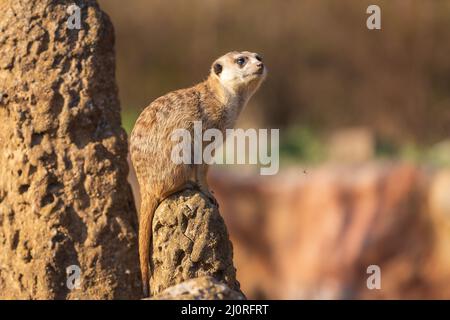 Il meerkat si erge sulla sabbia e guarda i dintorni. Una zanzara vola sotto un meerkat. Lo sfondo è sfocato dalla tecnica fotografica. Foto Stock