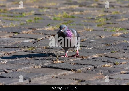 Il piccione si trova su un pavimento in pietra di cubetti Foto Stock