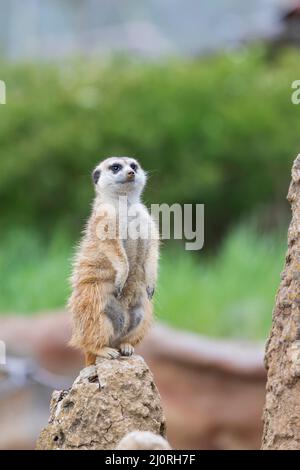 Meerkat - Suricata suricatta in un gruppo nel suo habitat naturale gioca in un gruppo. Foto selvaggia con bel bokeh. Foto Stock