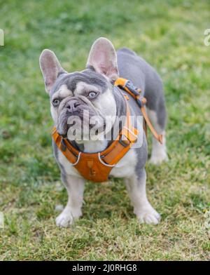 3,5-Year-Old Lilac Tan White Brindle (AKA Trindle) maschio Puppy Bulldog francese. Parco per cani al guinzaglio nella California settentrionale. Foto Stock