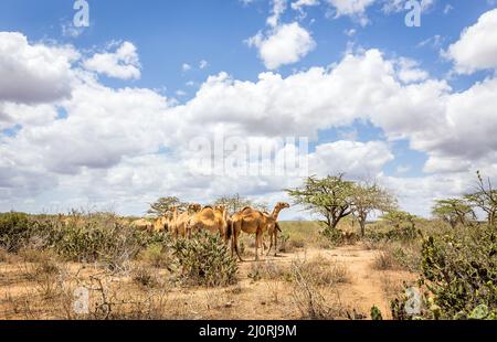 Mandria di cammelli sulle pianure di savana in Kenya Foto Stock