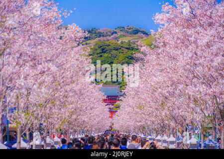 Piena fioritura del ciliegio alberato (Kamakura dell'approccio Wakamiya Oji) Foto Stock