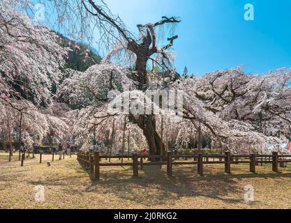 saitama, chichibu - marzo 20 2022: Vista posteriore di un tesoro naturale della prefettura di saitama, un vecchio ciliegio piangente shidarezakura chiamato edohiganzakura Foto Stock
