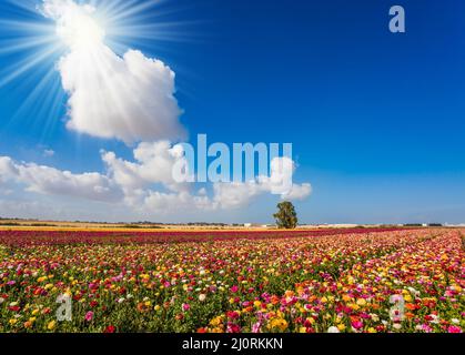 Campo di farfalle fiorite Foto Stock