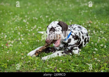 Un closeup di un bastone di punizione marrone Flat rivestito Retriever su erba verde. Un cane su erba che gioca con e masticare un bastone. Foto Stock