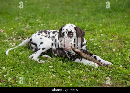 Un closeup di un bastone di punizione marrone Flat rivestito Retriever su erba verde. Un cane su erba che gioca con e masticare un bastone. Foto Stock