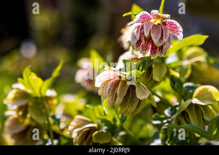 Hellebores orientalis fioritura in primavera Foto Stock