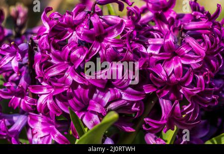 Hyacinthus orientalis "Miss Saigon' Foto Stock