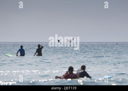 Le balene infranono l'Oceano Pacifico presso la spiaggia di Cerritos nella baja del Messico Foto Stock