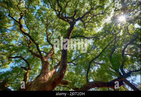 La corona dell'antico canforo (Cinnamomum camphora) presso il giardino del Palazzo Imperiale. Tokyo. Giappone Foto Stock