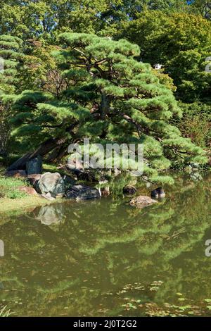 Laghetto nel Giardino Ninomaru presso il Palazzo Imperiale di Tokyo. Tokyo. Giappone Foto Stock