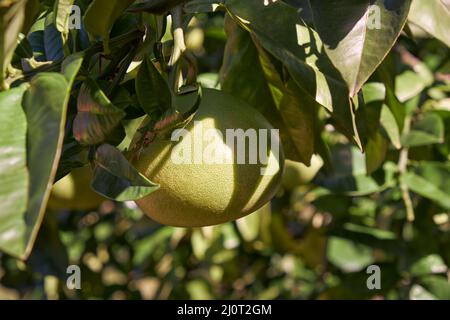 Pomelo (Citrus maxima) frutto appeso sul ramo dell'agrume. Giappone Foto Stock