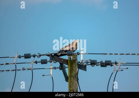 Un aquilone rosso selvaggio (Milvus milvus) arroccato su un palo di potere di legno Foto Stock