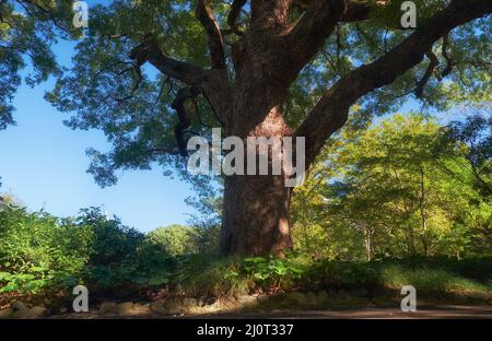 Albero di Cinnamomum canfora nel giardino del Palazzo Imperiale. Tokyo. Giappone Foto Stock