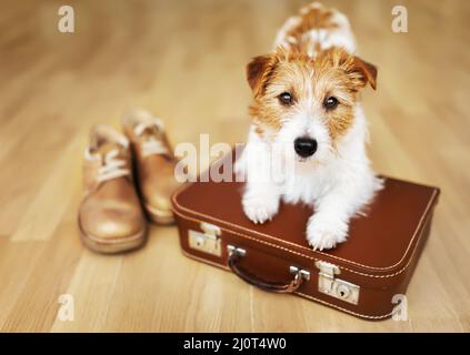 Carino cucciolo di cane in attesa su una valigia retrò. PET viaggio, vacanza o vacanza concetto. Foto Stock